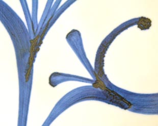 砥部焼・梅山窯　ひとつからくさの大皿(9寸)の絵付け